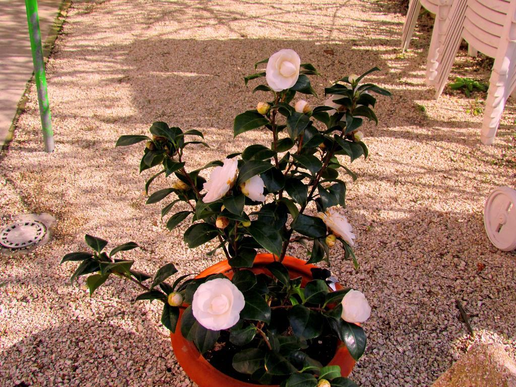 Villa Maria Bed & Breakfast, Corridonia, Marche Dış mekan fotoğraf