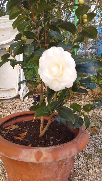 Villa Maria Bed & Breakfast, Corridonia, Marche Dış mekan fotoğraf